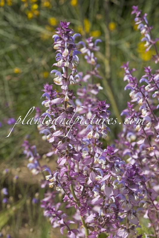 Salvia sclarea var. turkestanica