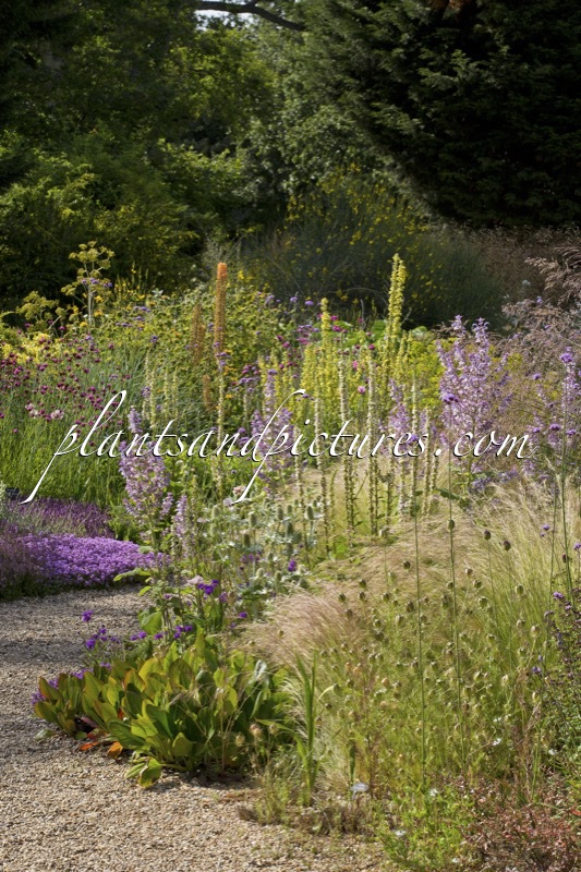 Beth Chatto Gardens