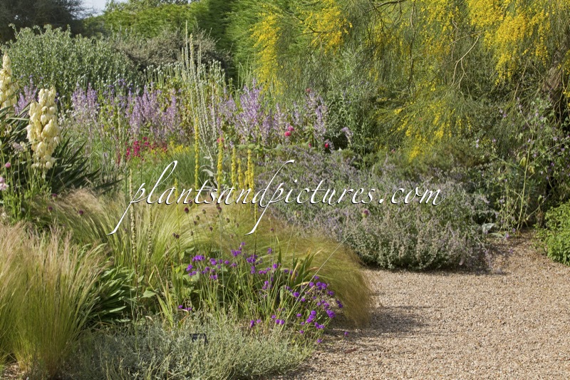 Beth Chatto Gardens