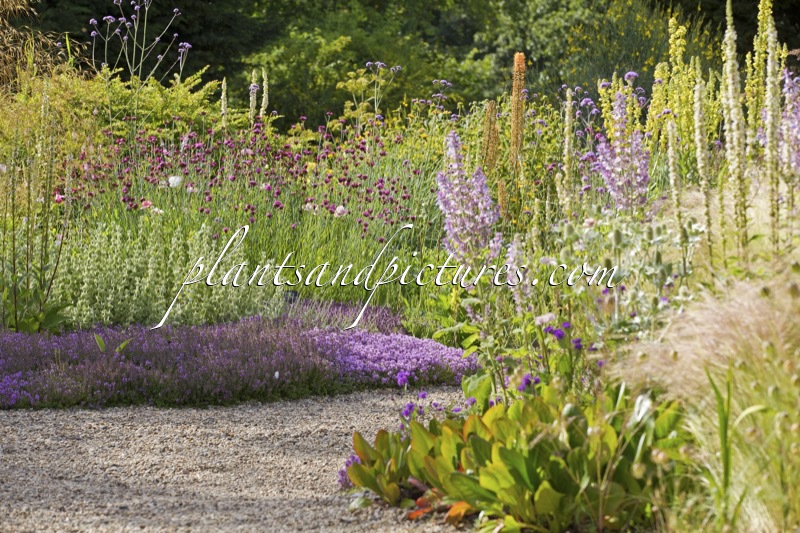 Beth Chatto Gardens
