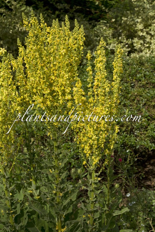 Verbascum ‘Christo’s Yellow Lightning’
