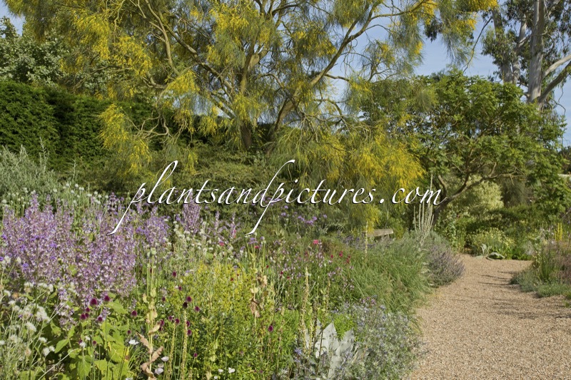 Beth Chatto Gardens
