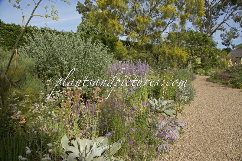 Beth Chatto Gardens