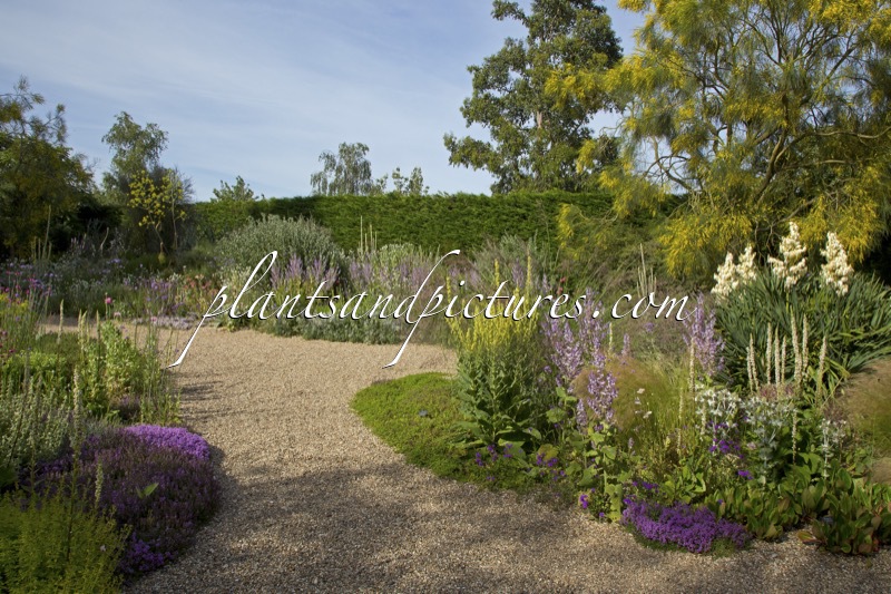 Beth Chatto Gardens