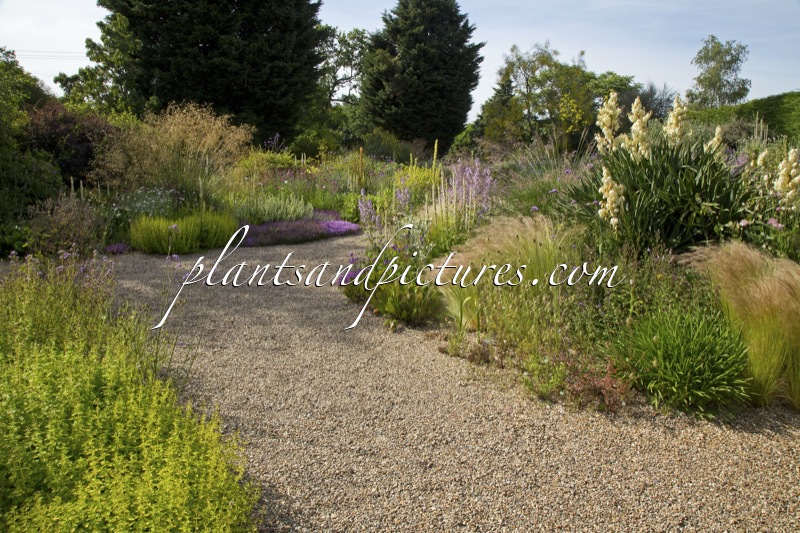 Beth Chatto Gardens