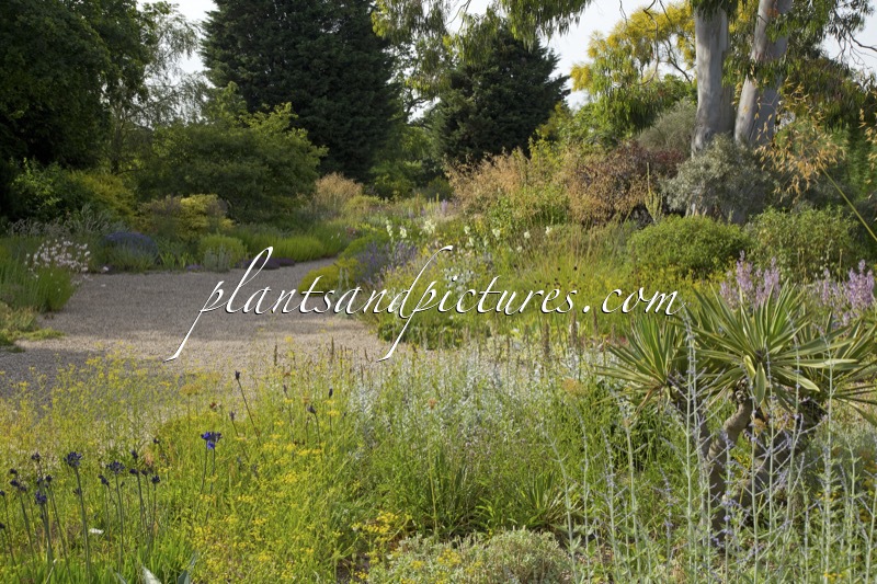 Beth Chatto Gardens