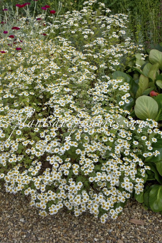 Tanacetum ‘Album’