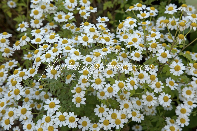 Tanacetum ‘Album’
