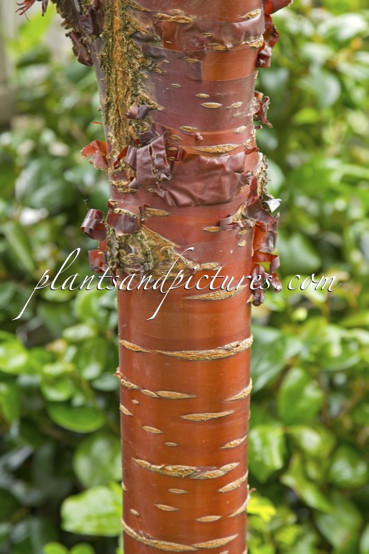 Prunus serrula ‘Branklyn’