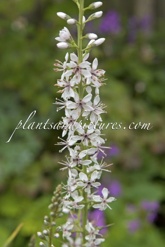 Lysimachia ephemerum