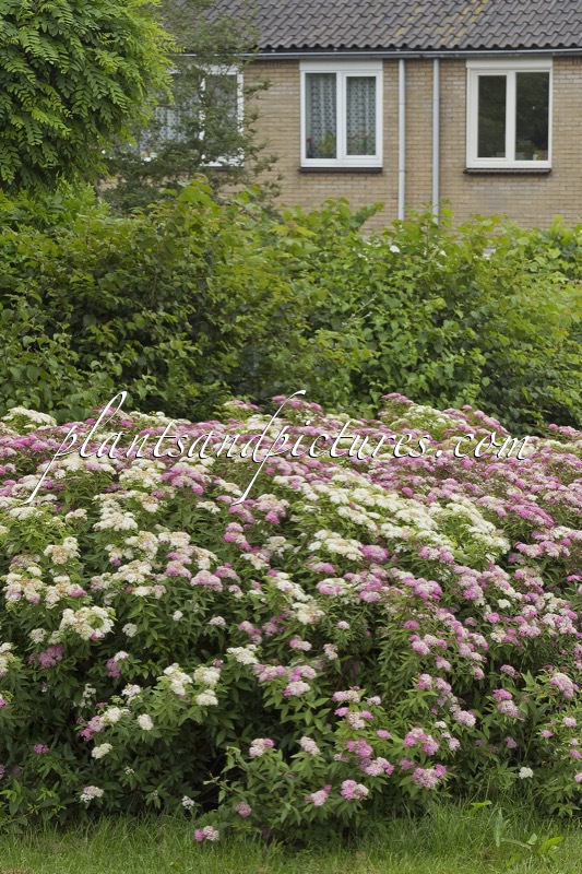 Spiraea japonica ‘Genpei’