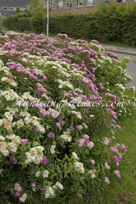 Spiraea japonica ‘Genpei’