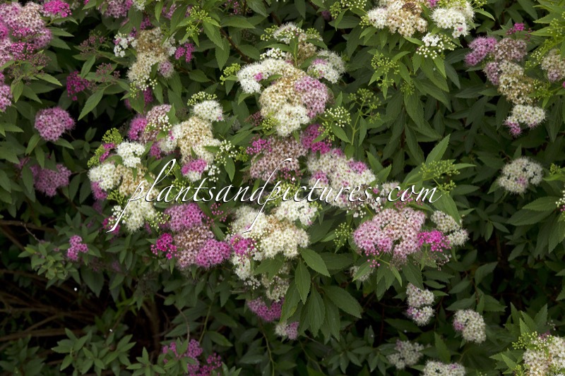 Spiraea japonica ‘Genpei’