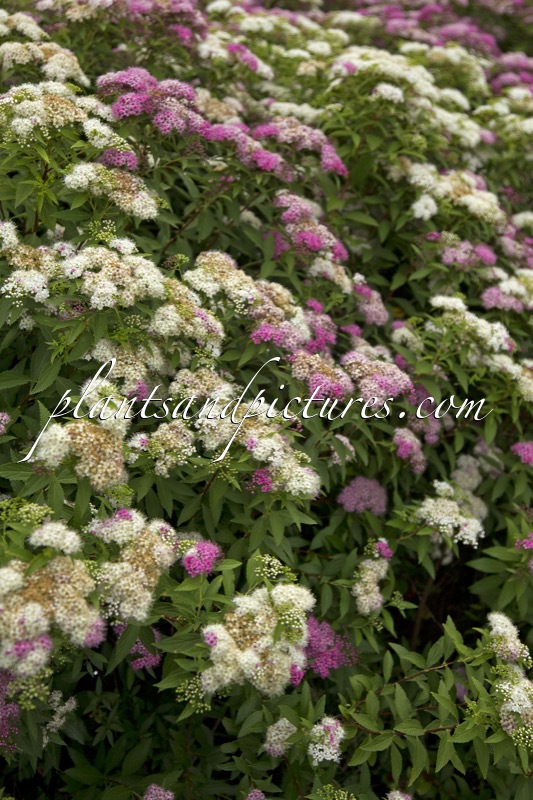 Spiraea japonica ‘Genpei’