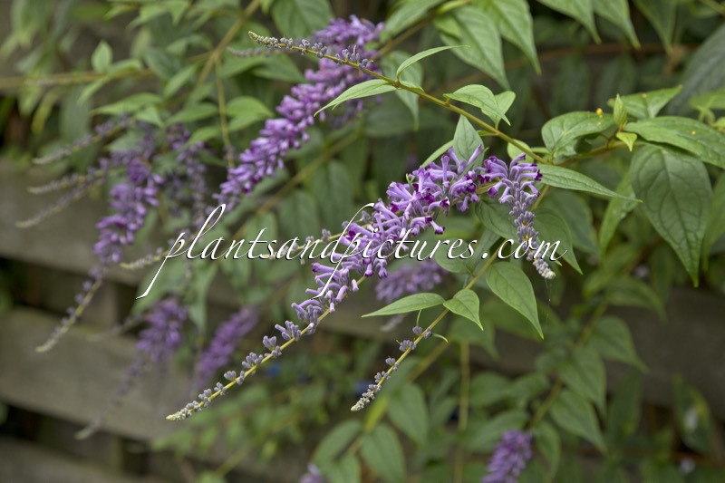 Buddleja lindleyana
