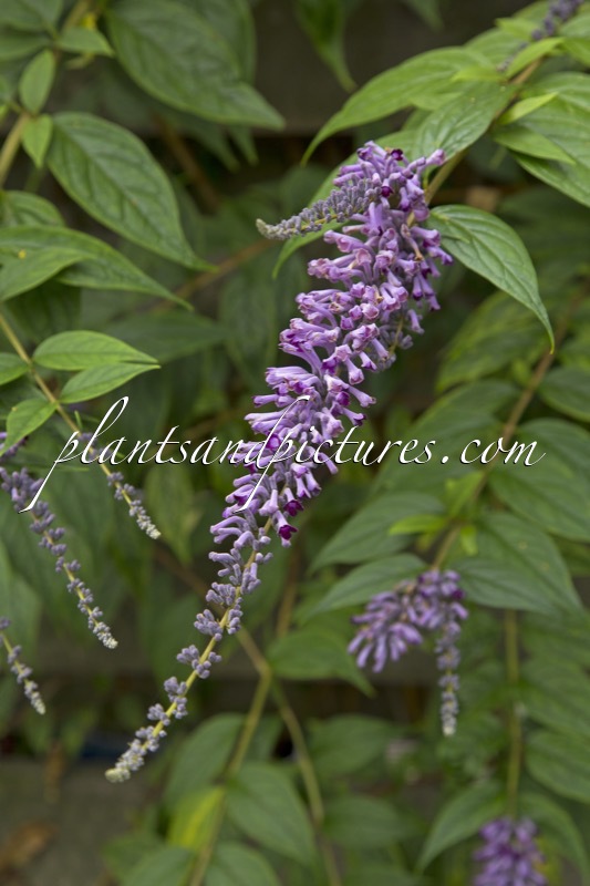 Buddleja lindleyana