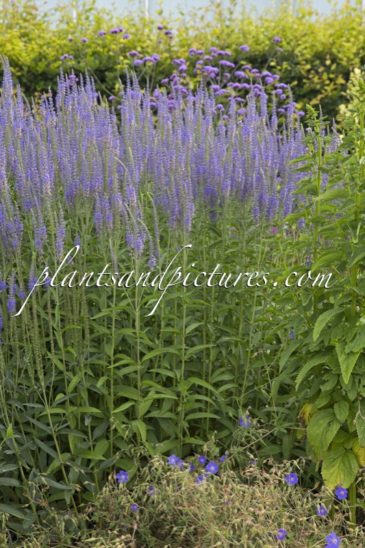 Veronica longifolia ‘Skyscraper’