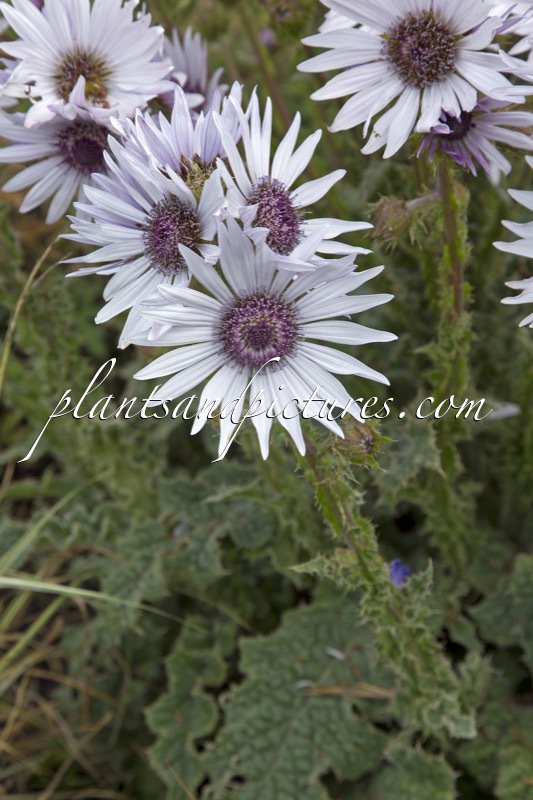 Berkheya purpurea ‘Zulu Dancer’