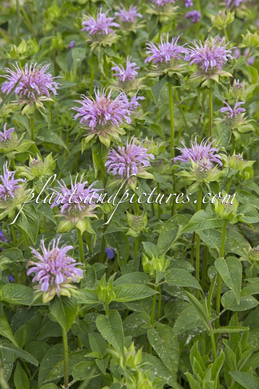 Monarda ‘Neon’