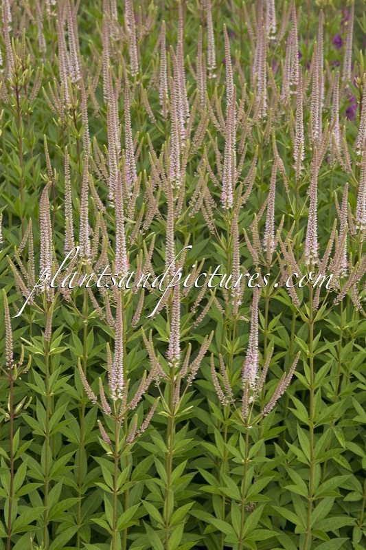 Veronicastrum virginicum ‘Challenger’