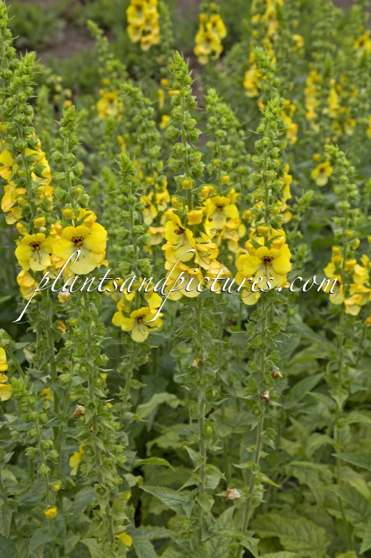 Verbascum ‘Buttercup’