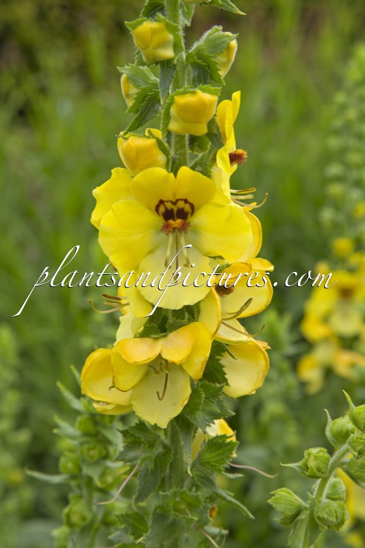Verbascum ‘Buttercup’