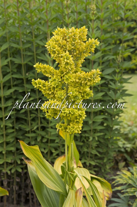 Veratrum album