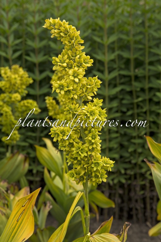 Veratrum album