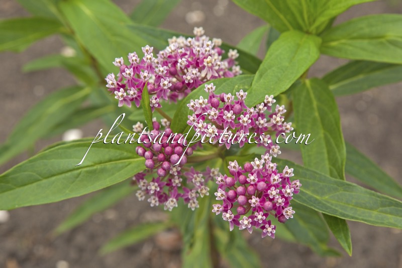 Asclepias incarnata ‘Soulmate’
