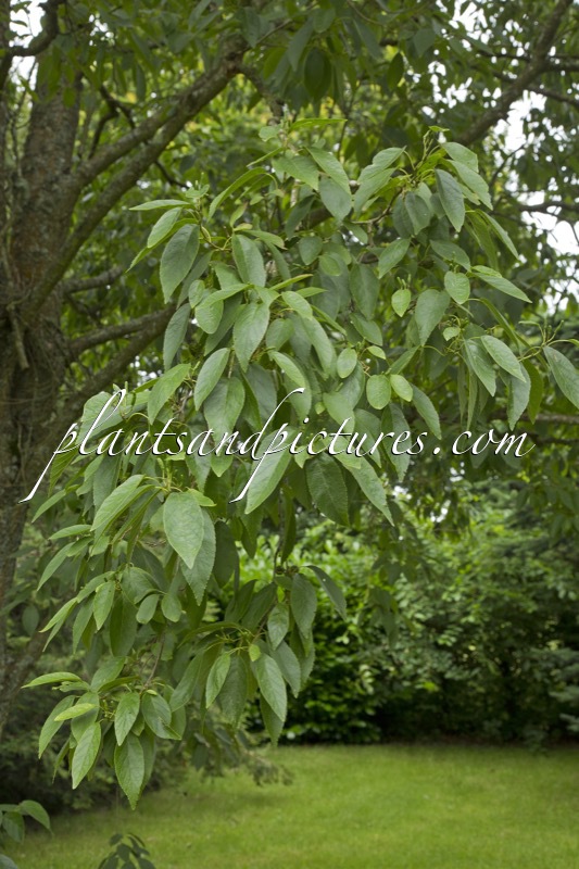 Alnus japonica