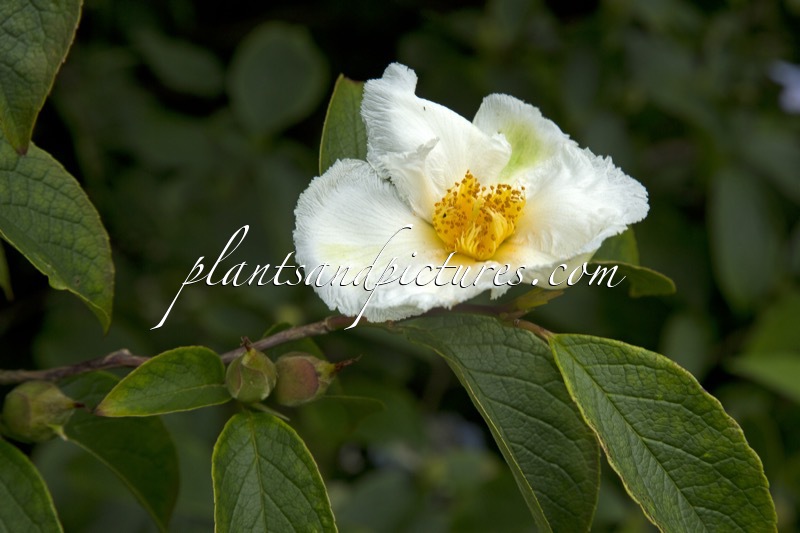 Stewartia pseudocamellia