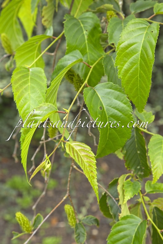 Betula insignis