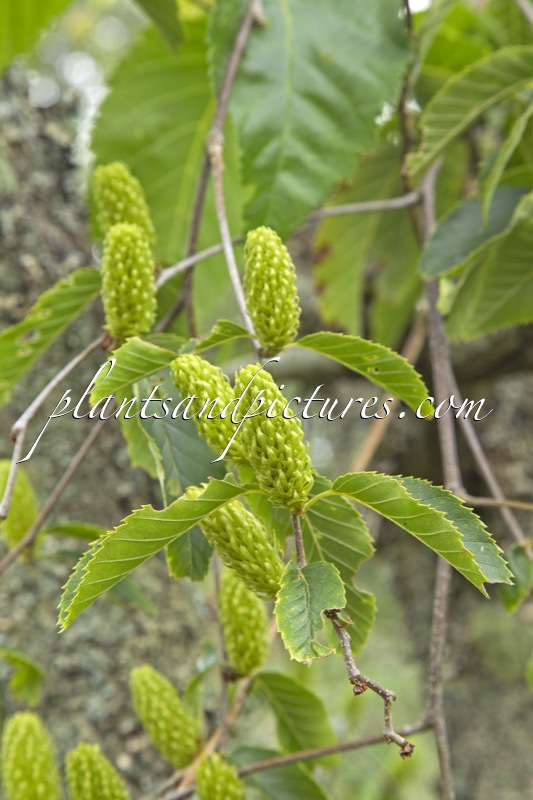 Betula insignis
