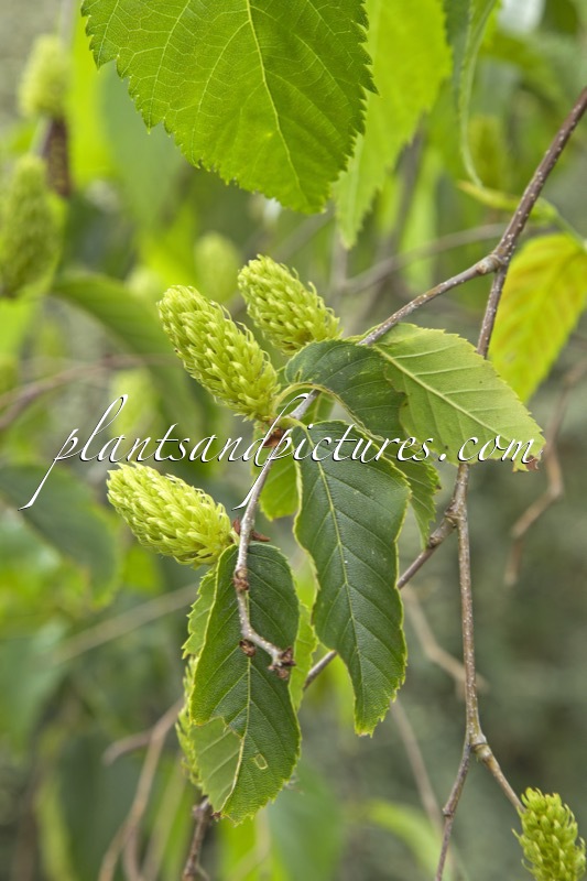 Betula insignis