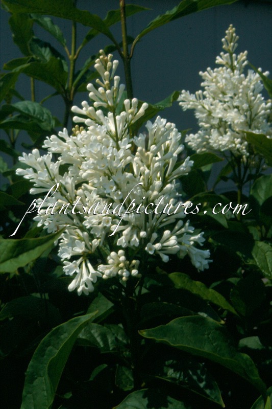 Syringa ‘Agnes Smith’