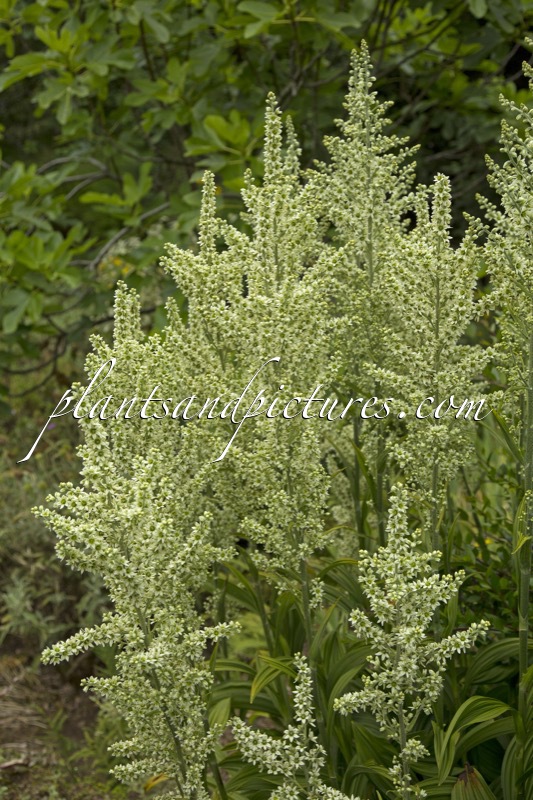Veratrum album