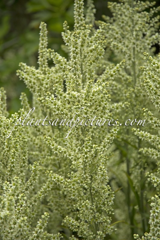Veratrum album
