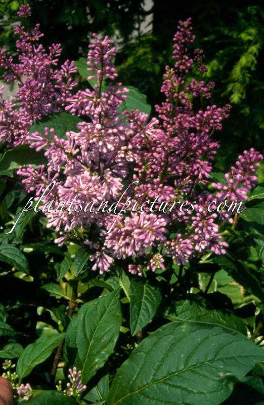 Syringa ‘Minuet’