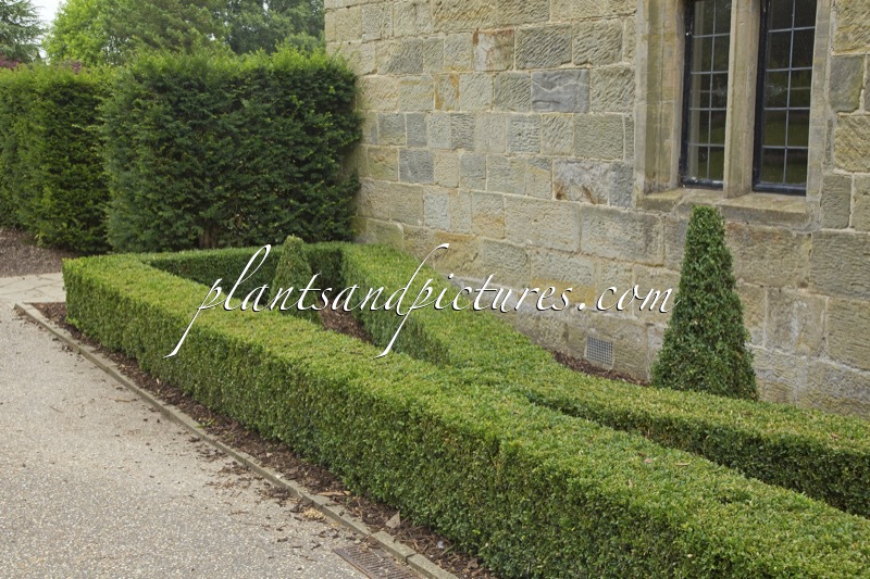 Buxus sempervirens