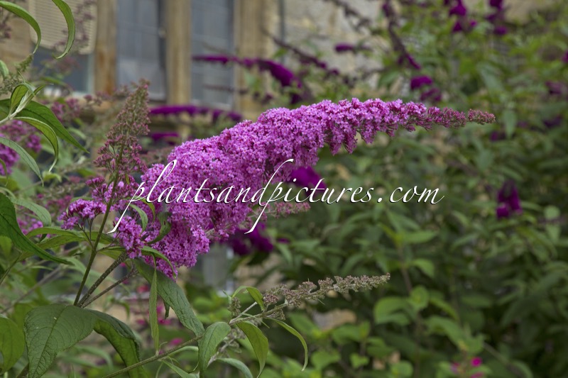 Buddleja davidii ‘Pink Delight’