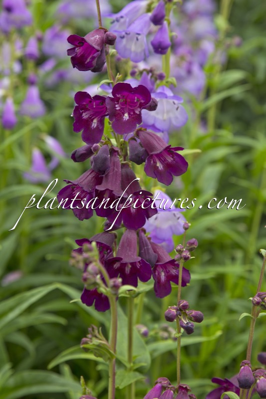 Penstemon ‘Blackbird’