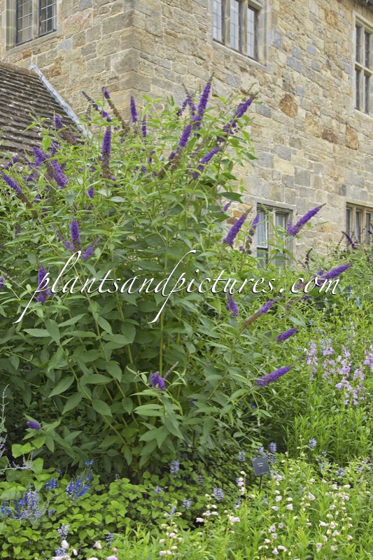 Buddleja davidii ‘Empire Blue’