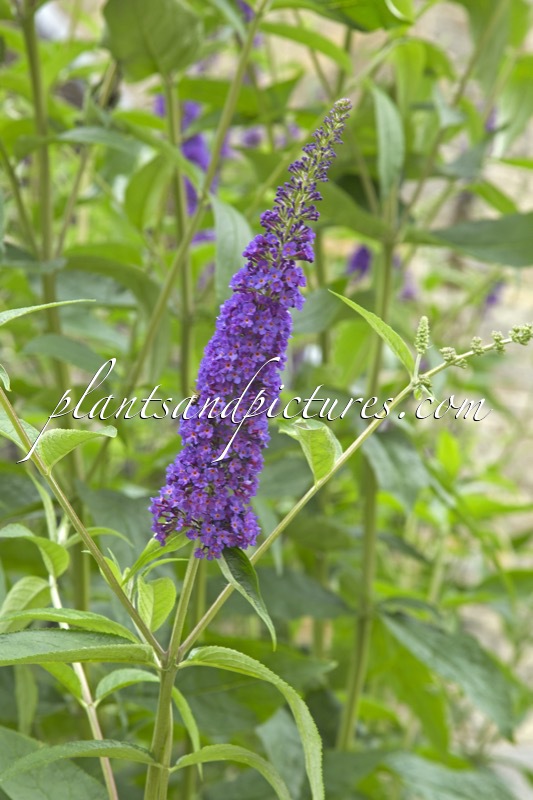 Buddleja davidii ‘Empire Blue’