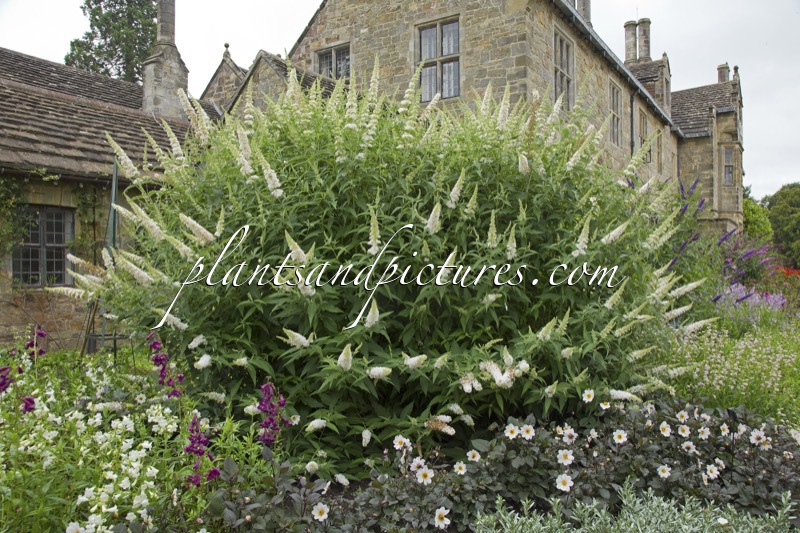 Buddleja davidii ‘White Bouquet’