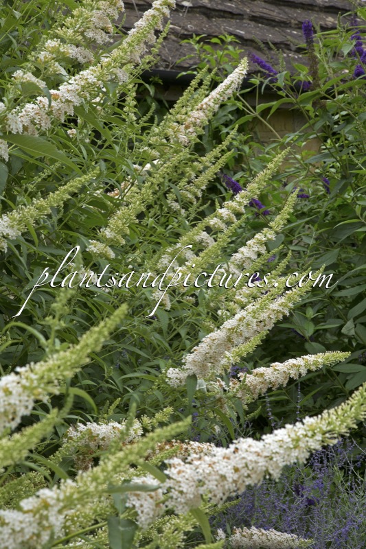 Buddleja davidii ‘White Bouquet’