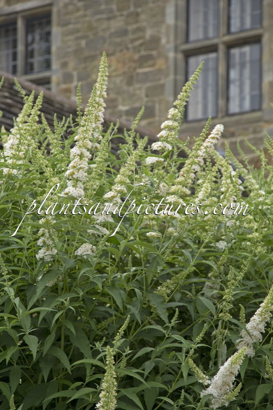Buddleja davidii ‘White Bouquet’