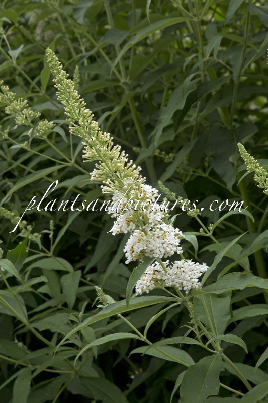 Buddleja davidii ‘White Bouquet’