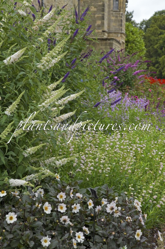 Buddleja