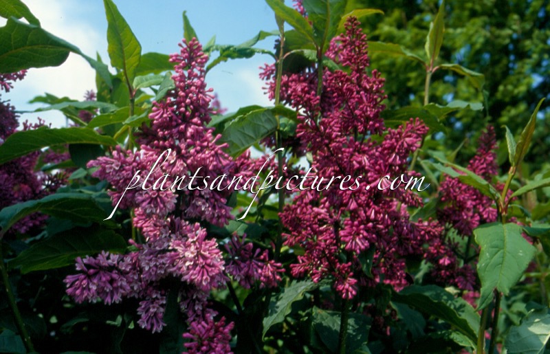 Syringa ‘Redwine’