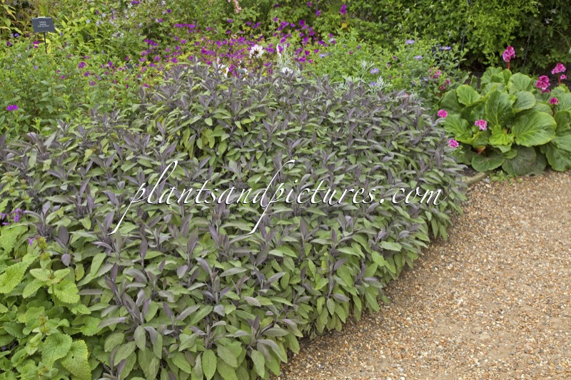 Salvia officinalis ‘Purpurascens’